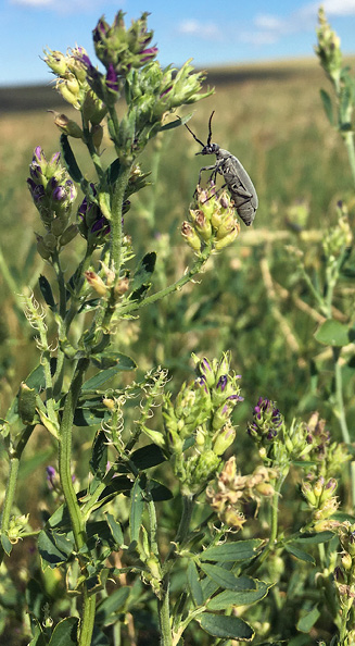 beetle on alfalfa