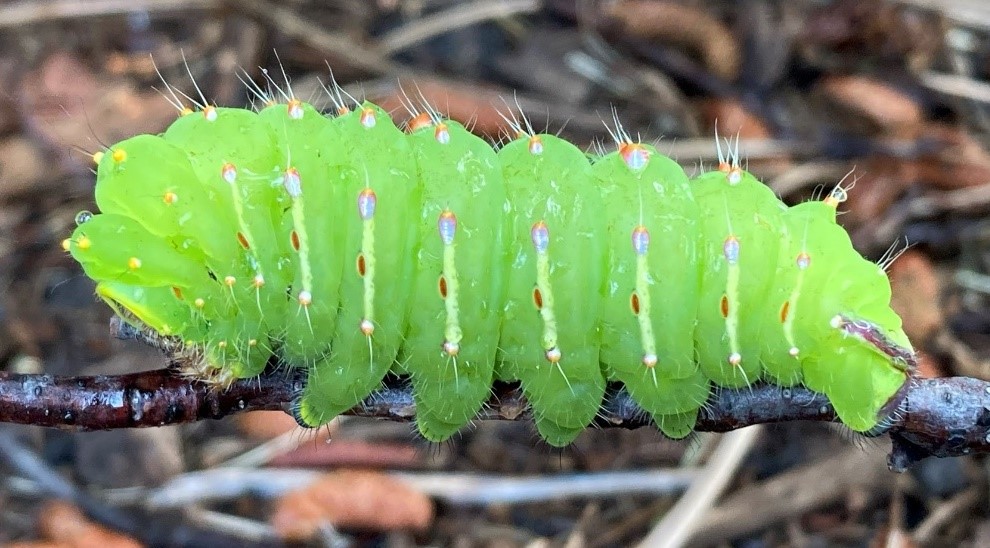A large green caterpillar, as thick as a finger, rests on a stick. It has white vertical lines, colorful dots, and sparse hairs on some dots.