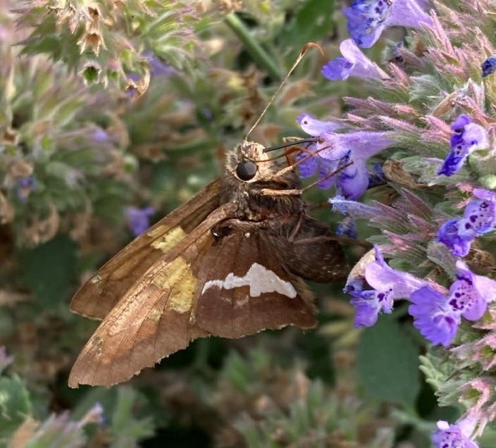 A small, dull grey-brown butterfly feeds on purple flowers, with a white spot on each lower wing and a light yellow area on each upper wing.