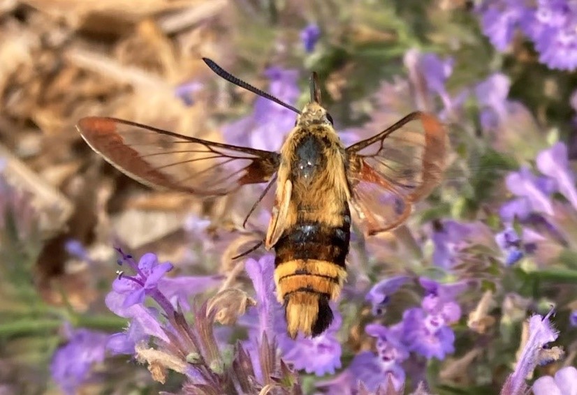 A medium-sized moth hovers near purple flowers, with a furry yellow and brown-banded body and clear wings edged in dark color.