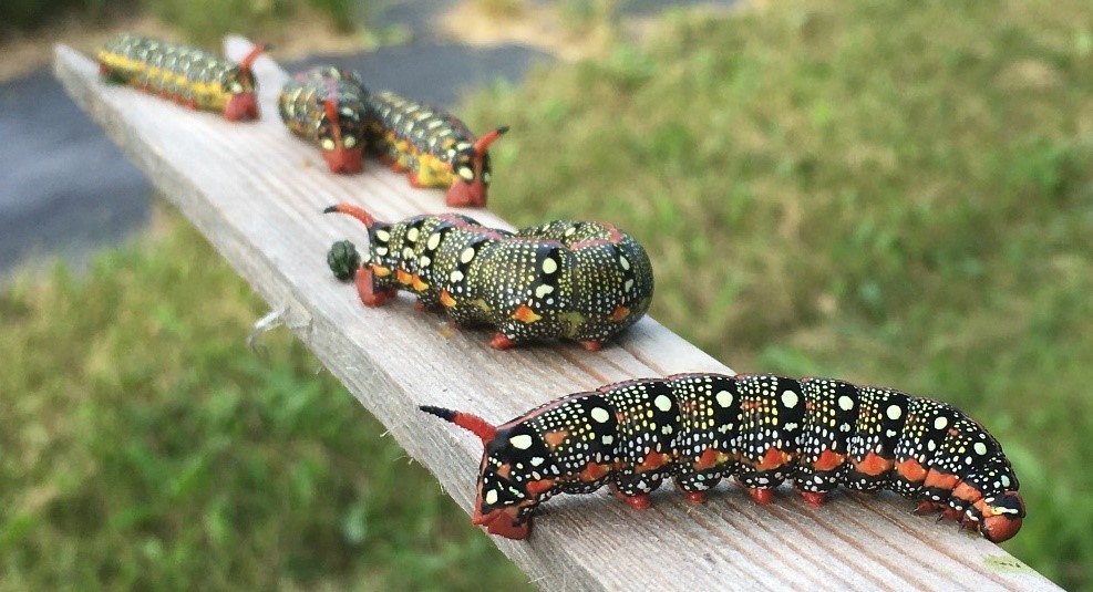 Five large, brightly colored caterpillars rest on a stick. Black with white spots, red or yellow dots, red tails, and feet—spectacular!