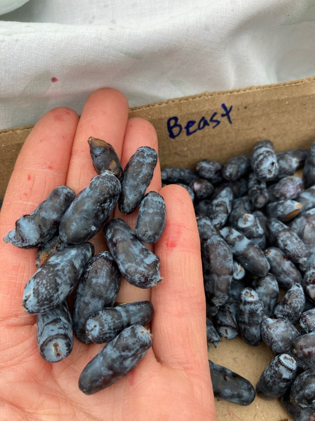 A hand holding 'Boreal Beast' haspkaps.