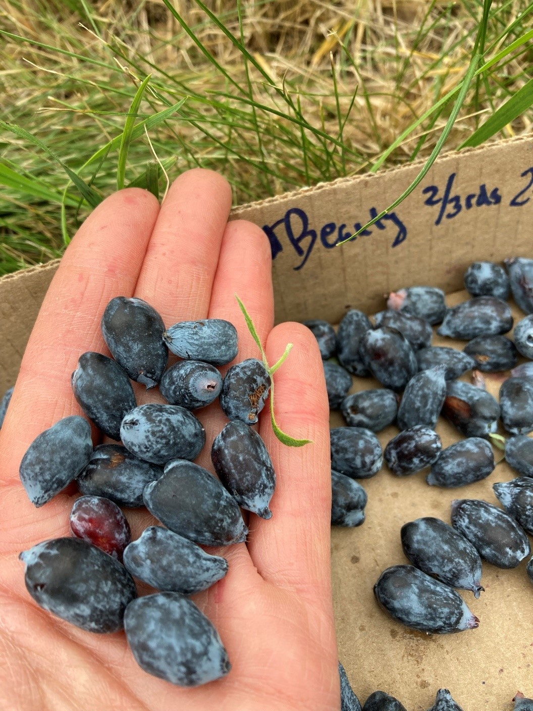 A hand holding 'Boreal Beauty' haskaps.