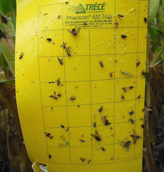 trap attached to a corn plant stalk at ear height