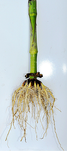 yellow-white corn roots