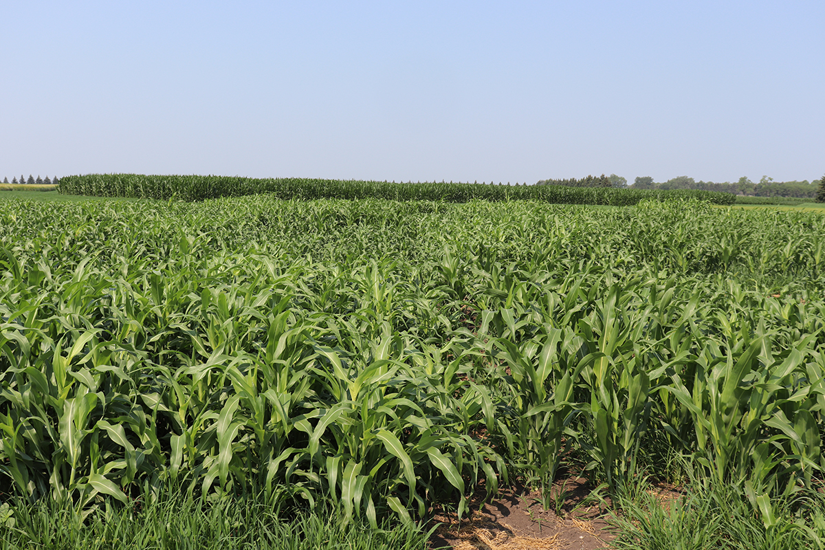 Grain sorghum nursery in July 2021.