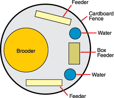 chicken housing diagram showing box feeder with water and with water and feeders on both sides