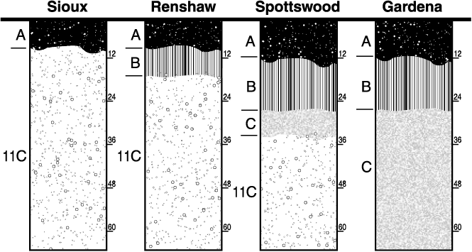 diagram of soil horizon depths for four soils