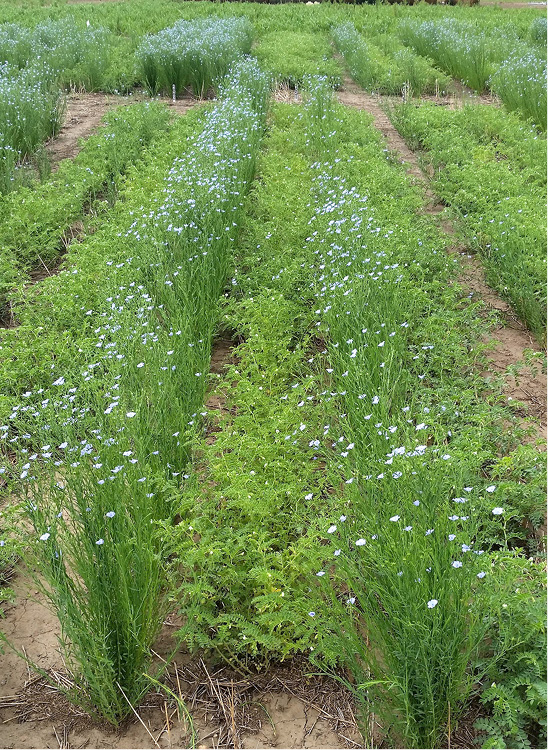 Chickpea-flax intercrop