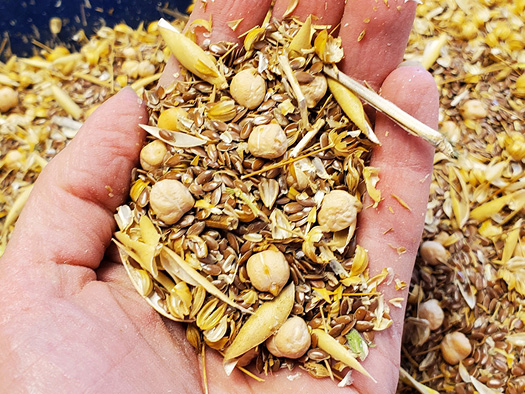 hand holding chickpea and flax seeds