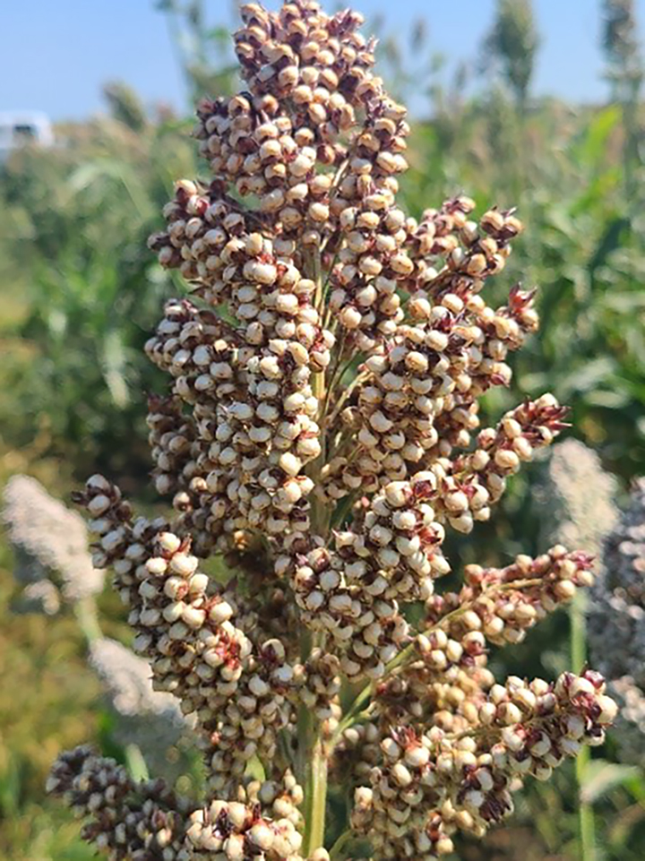 Experimental white sorghum near maturity.