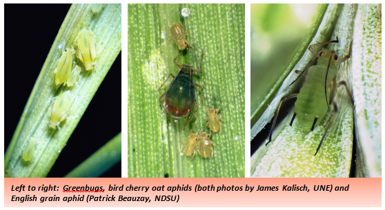 Three photos (left to right): Greenbugs on a green leaf; bird cherry oat aphids with smaller yellow insects; English green aphid with black antennae on a plant.
