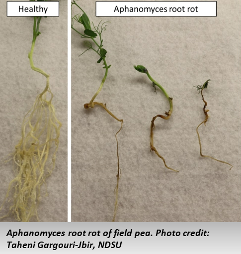 Aphanomyces root rot of field pea. Photo credit: Taheni Gargouri-Jbir, 线上赌博app