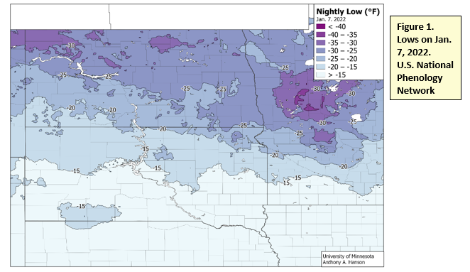 Figure 1. Lows on Jan. 7, 2022. U.S. National Phenology Network