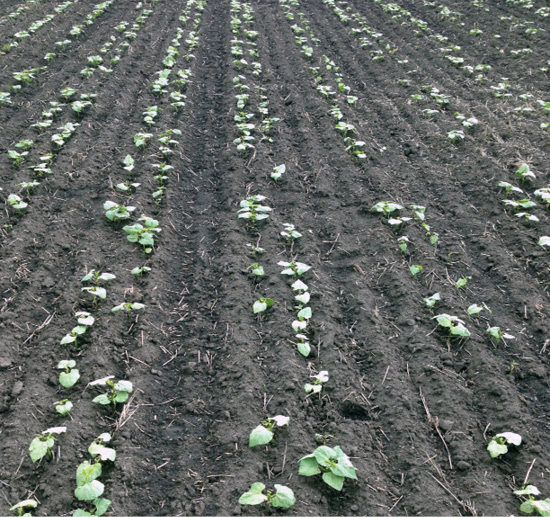 Paired rows at different plant populations.