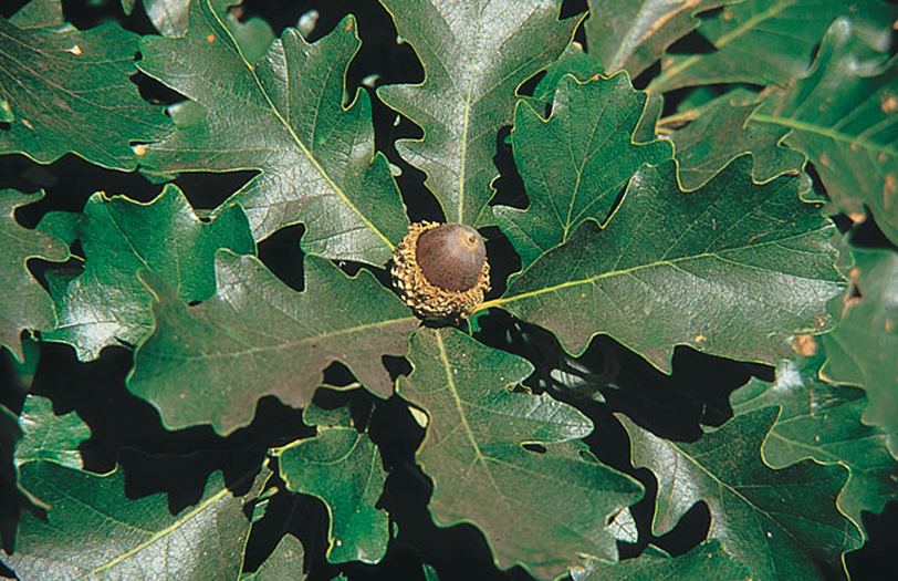 Bur Oak