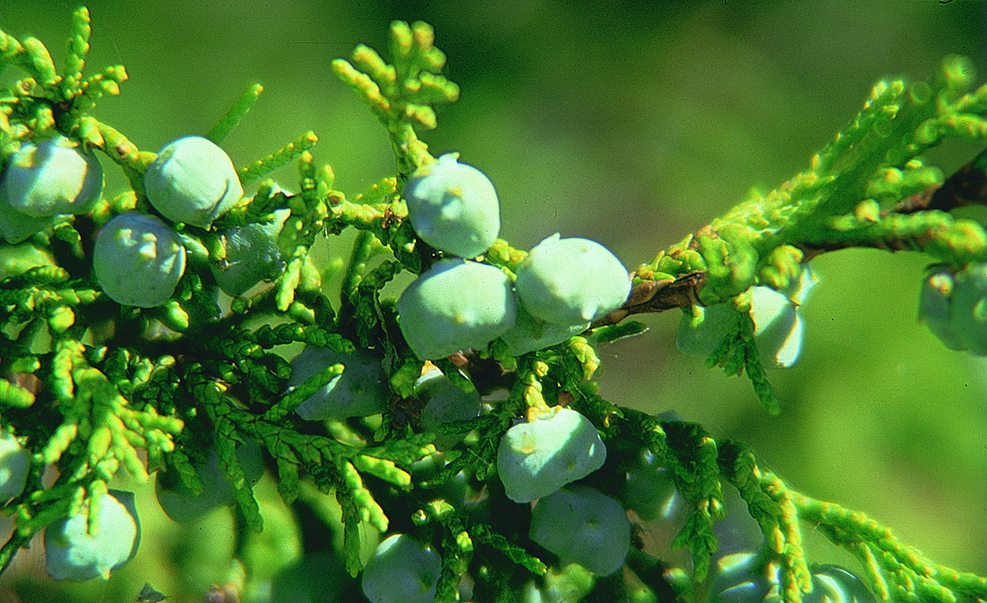 Rocky Mountain Juniper