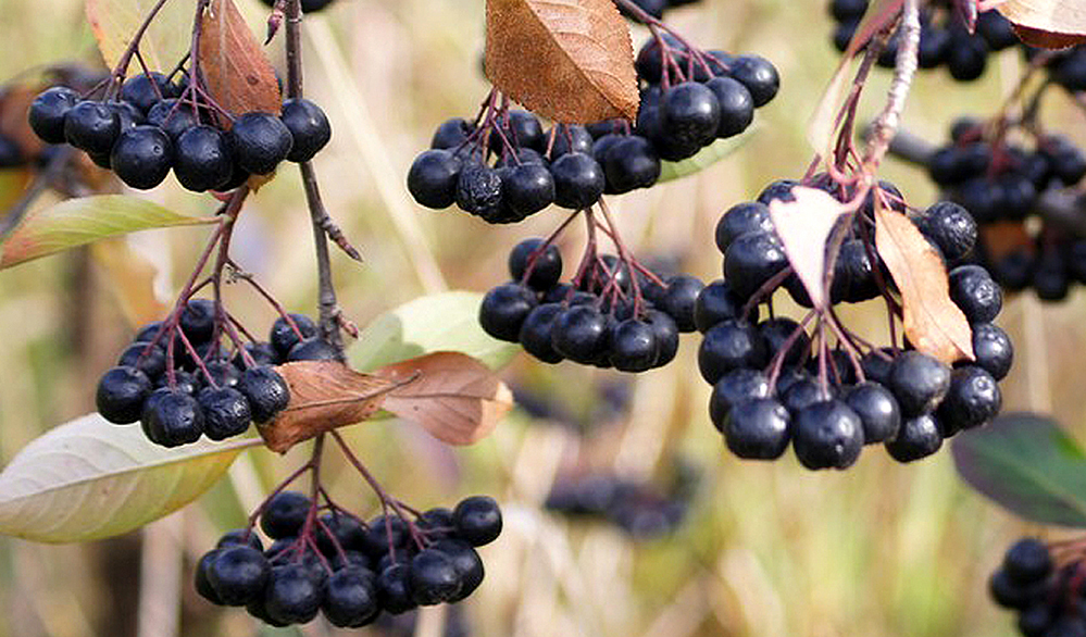 Aronia Berries