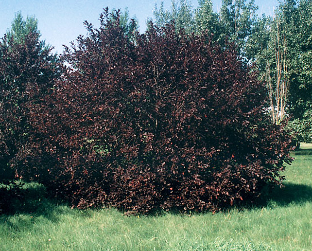 Canada Red Chokecherry