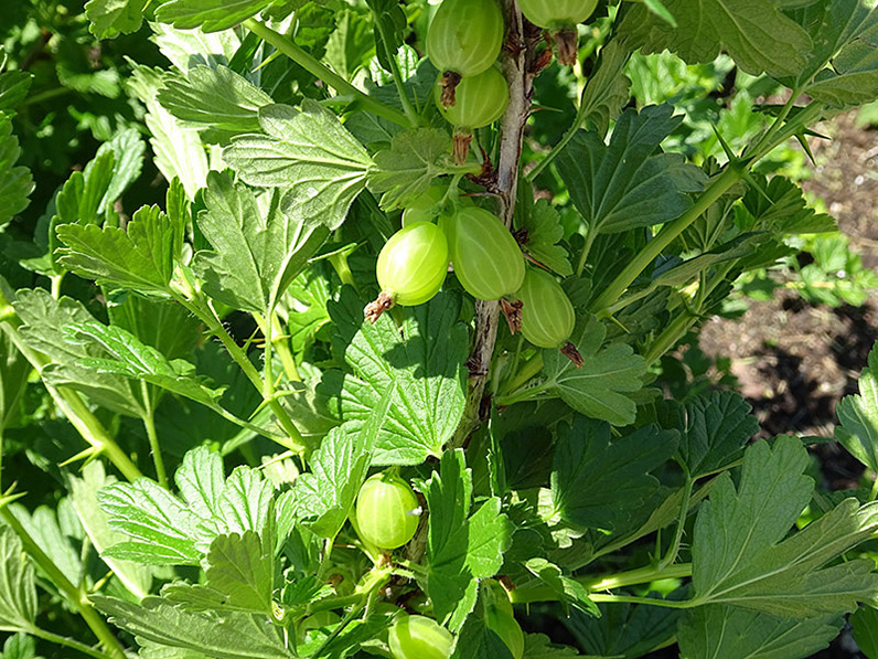 Gooseberries