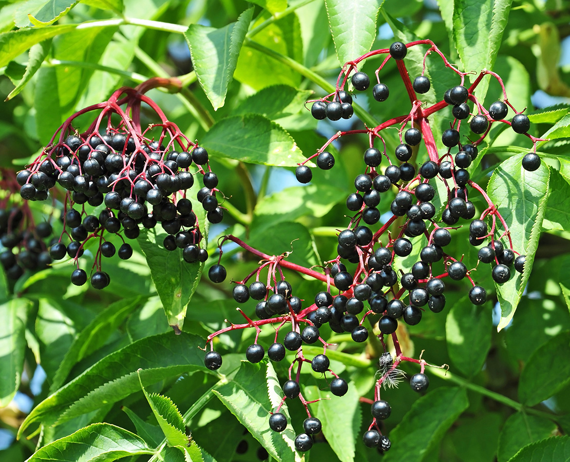 Elderberry