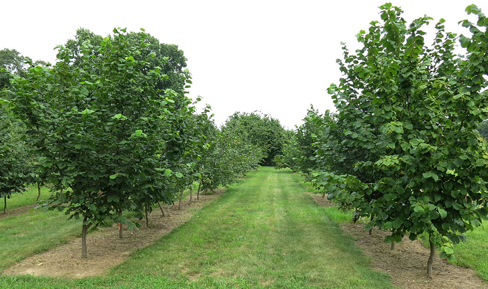 Hazelnut Trees