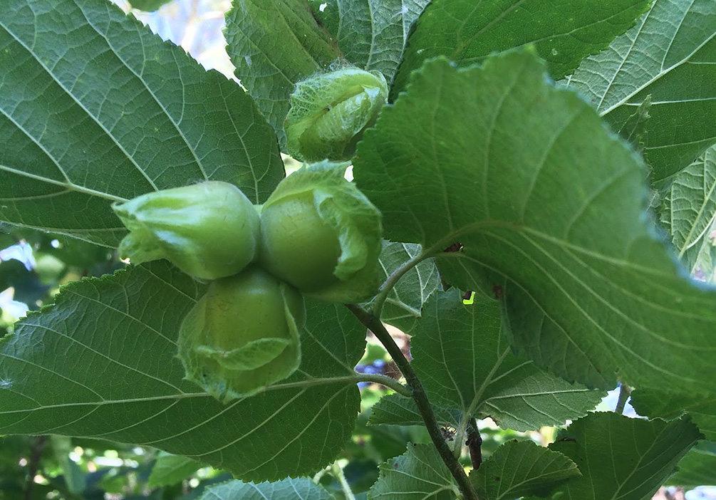 American Hazelnuts