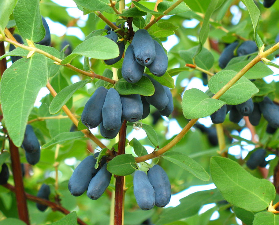 Honeyberries