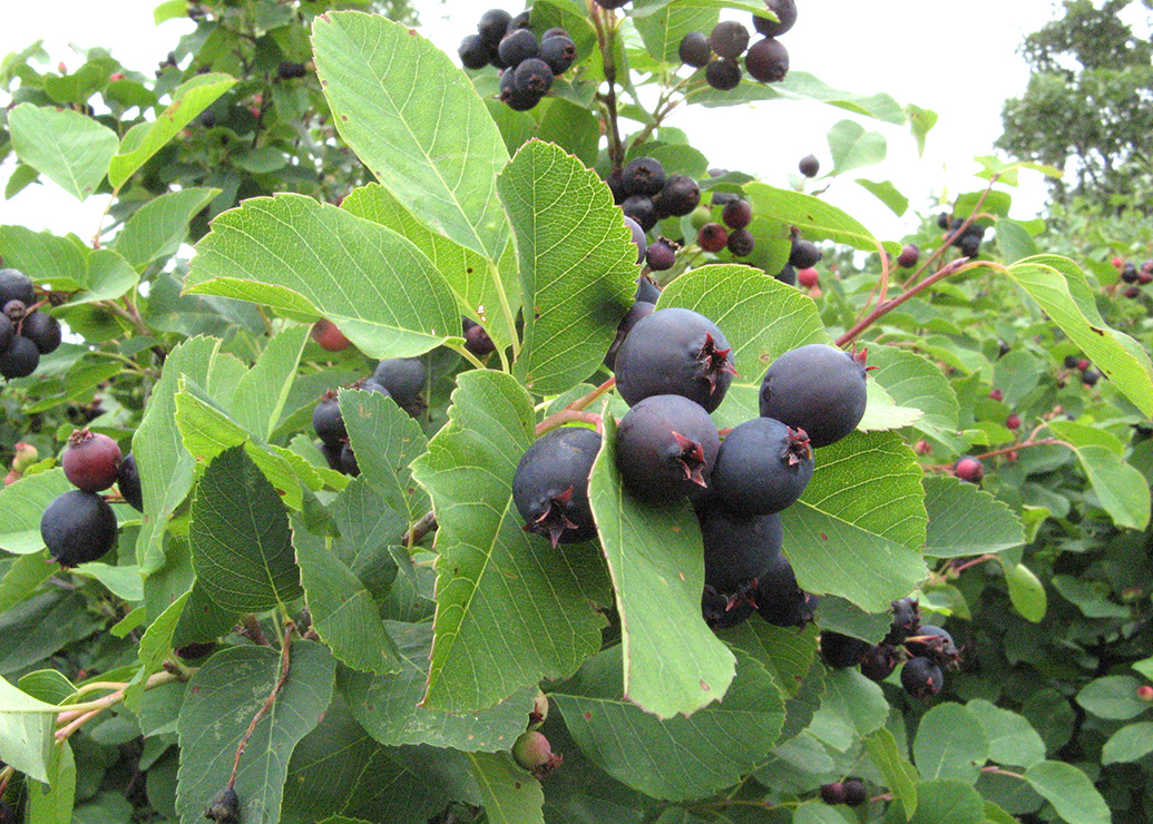 Juneberries