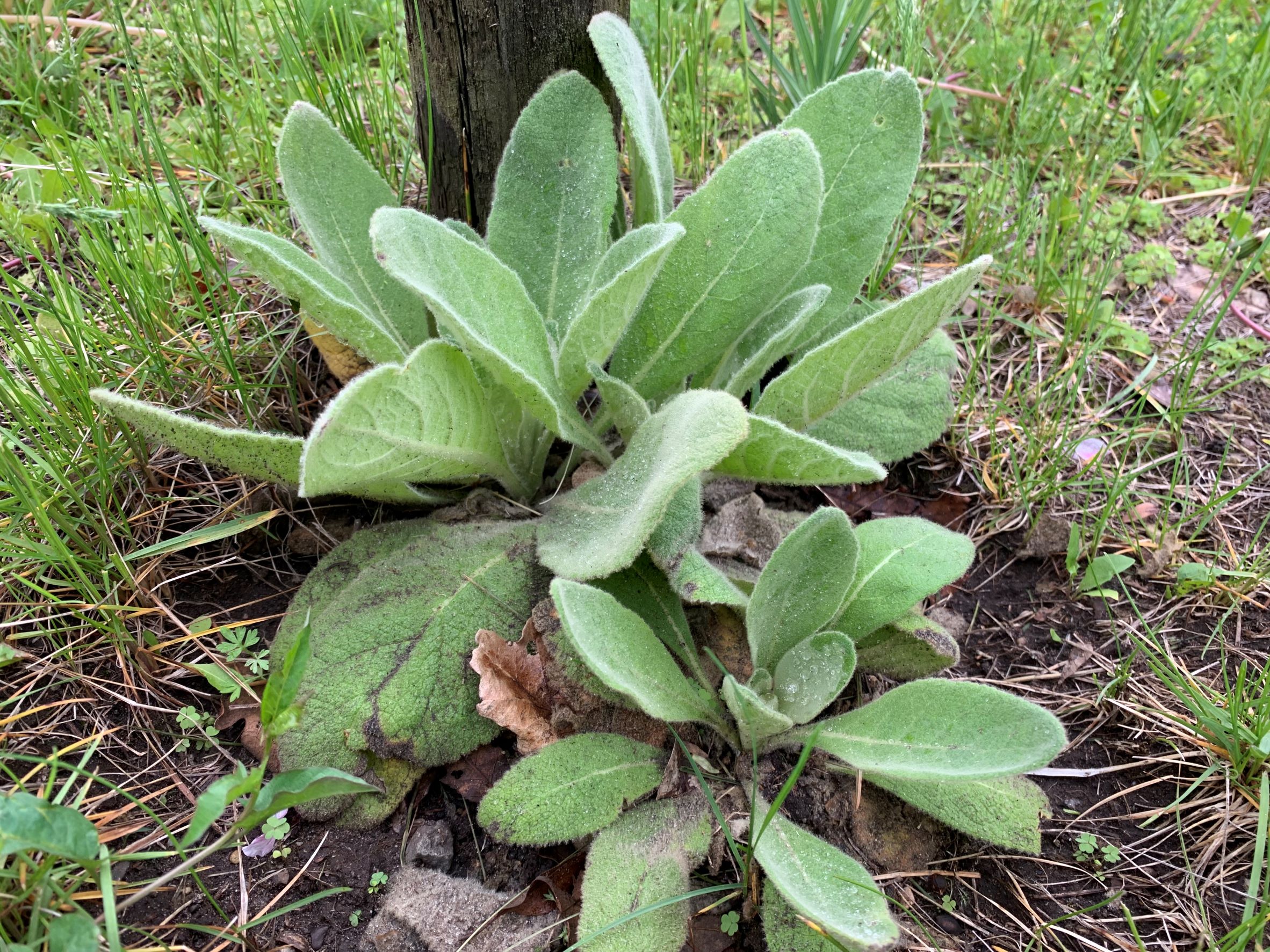 Common mullien, a biennial weed 