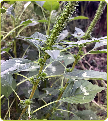 PALMER AMARANTH