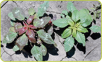 PALMER AMARANTH