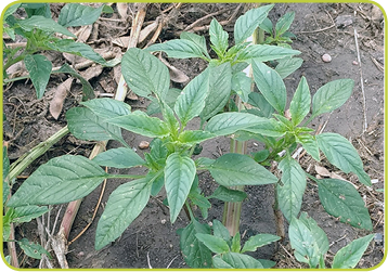PALMER AMARANTH