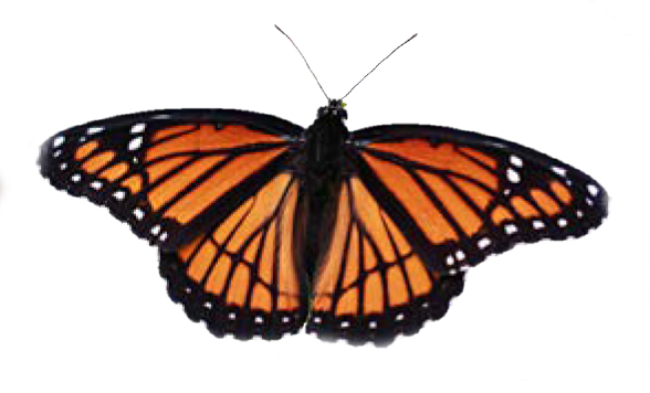 Viceroy Butterfly