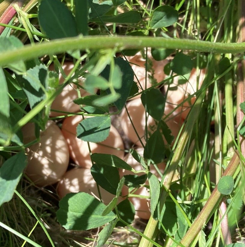 A fuzzy picture shows about a dozen tan mallard duck eggs in a nest beneath the green leaves of an alfalfa plant.