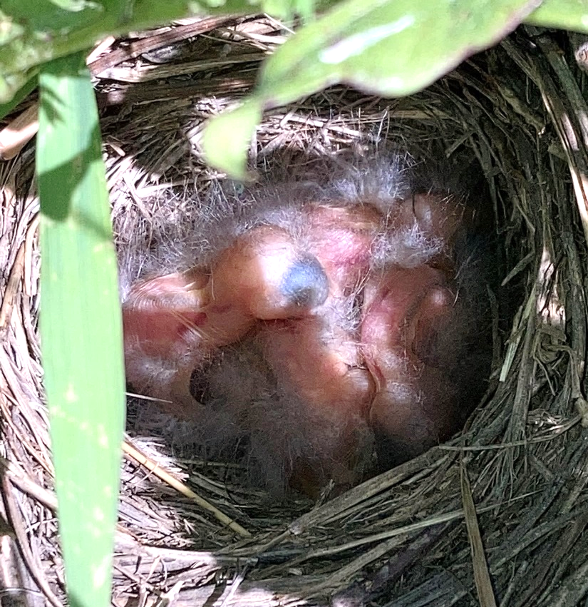 Four pink, newly-hatched Lincoln's sparrows lie in a grass nest. They have light gray down, are mostly bare, and their eyes are not open yet.