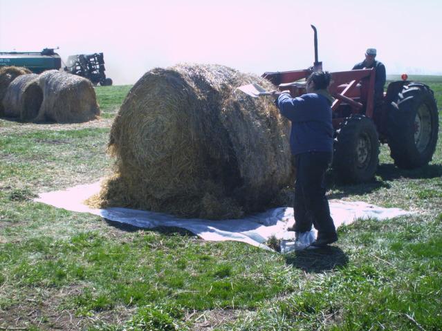 Figure 3. This is a step-by-step look at the composting pile construction procedure: breaking up a round straw bale