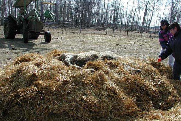 Figure 3. Step-by-step composting pile construction: laying the straw base and measuring the perimeter after placing the carcass.