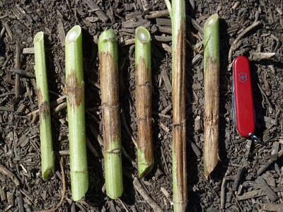 FIGURE 2 – Stem lesions at different stages of development
