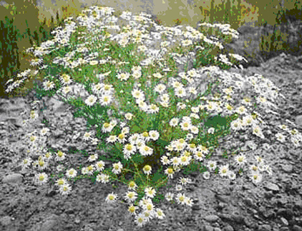 False Chamomile