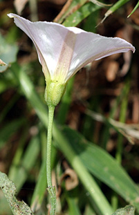FIELD BINDWEED