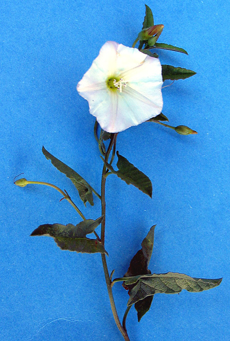 FIELD BINDWEED