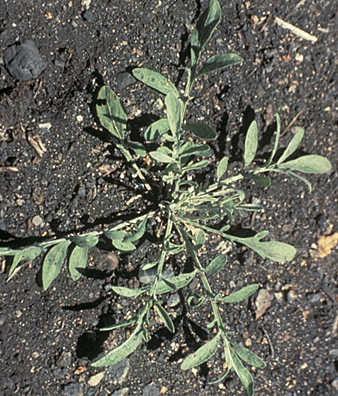 Spotted and diffuse knapweed