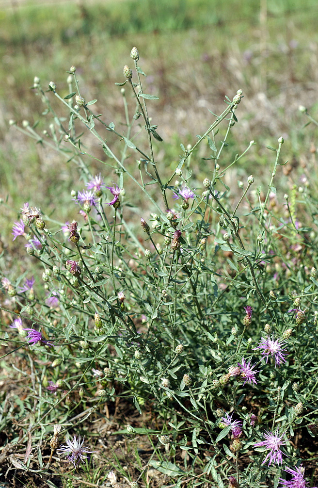 SPOTTED and DIFFUSE KNAPWEED