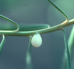 Latex is found in all plant parts 