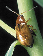 Aphthona nigriscutis 