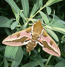Leafy spurge hawkmoth