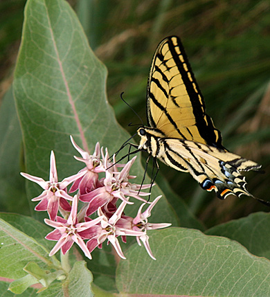 Showy milkweed flower