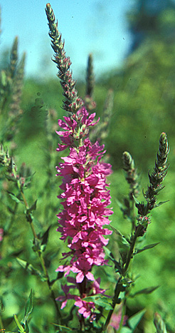 PURPLE LOOSESTRIFE