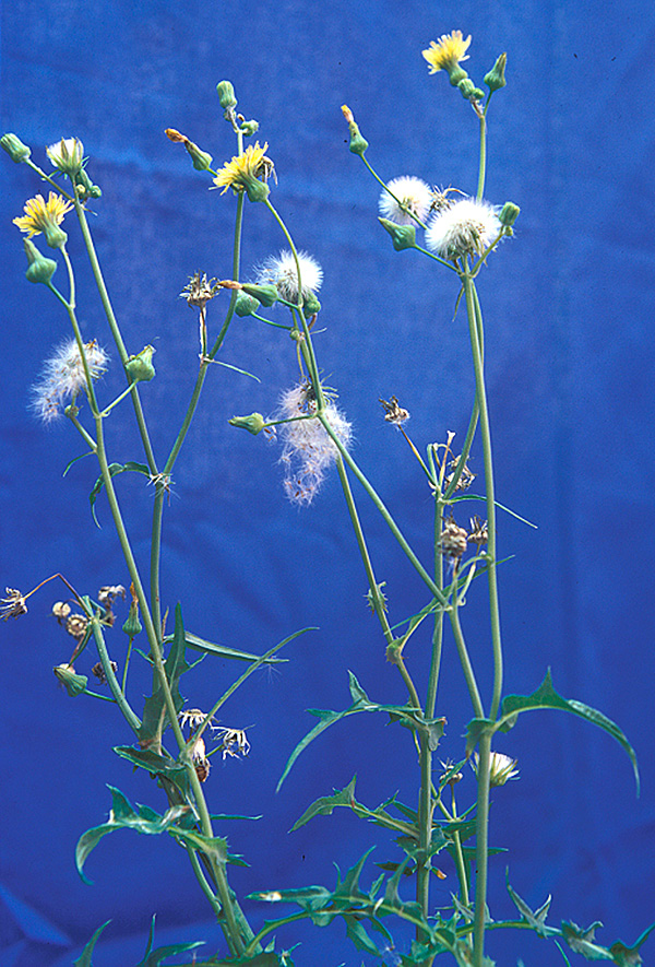 ANNUAL AND SPINY SOWTHISTLE